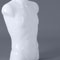 Xemplar Male Torso Form